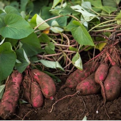 【茨城県産】生さつまいも 紅はるか 10Kg
