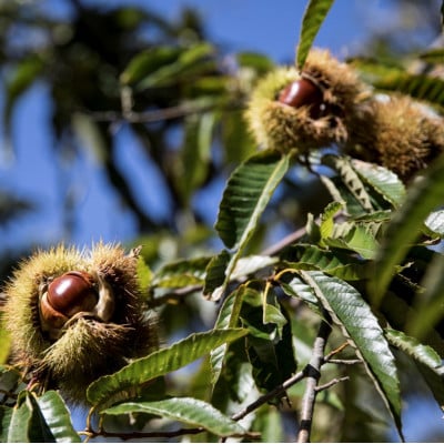 【先行受付】かすみがうら市産　生栗　2Lサイズ　3kg【配送不可地域：離島】