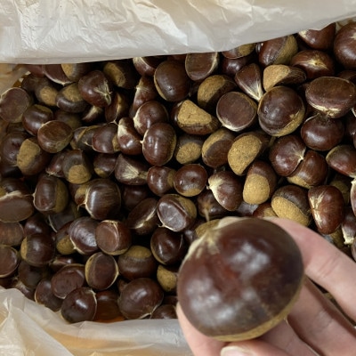 茨城県かすみがうら市産　熟成倉方栗(生栗)約2kg〈2025年11月中旬より順次発送予定〉【配送不可地域：離島】