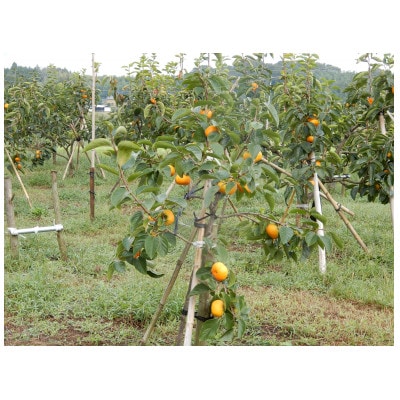 柿の中の柿、最も古くから愛されている美味しい富有柿　約3.5kg(10～14個)