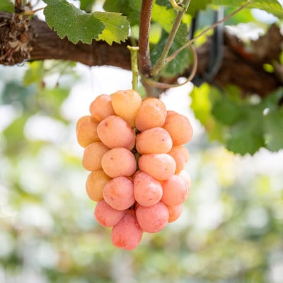 かすみがうら市産シャインマスカット＆旬のぶどう詰め合わせ　合計2～3房【配送不可地域：離島・沖縄県】