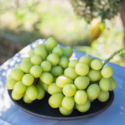 かすみがうら市産シャインマスカット＆旬のぶどう詰め合わせ　合計4～5房【配送不可地域：離島・沖縄県】