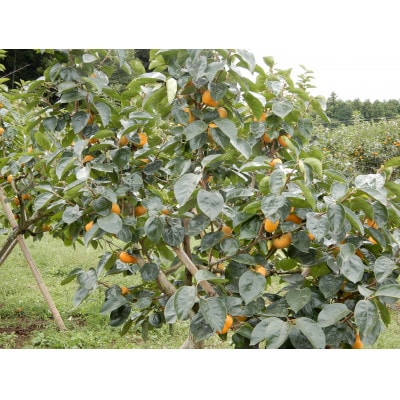 大ぶりの完全甘柿「陽豊」3.5kg以上(10～14個)