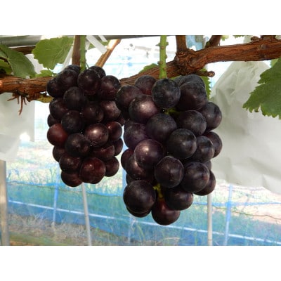 かすみがうら市産 ナガノパープル 2～3房 約1.2kg【配送不可地域：離島】