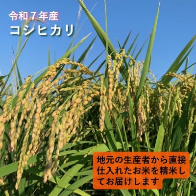 令和7年産　茨城県かすみがうら市産　精米　コシヒカリ　10kg