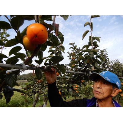 柿 早生(わせ) 3種セット 9～12個(約3.5kg)