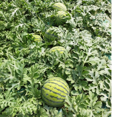 【阿見町共通返礼品】茨城県阿見町産大玉すいか(羅王ザ・スイート)3L(1玉)1箱8～9kg
