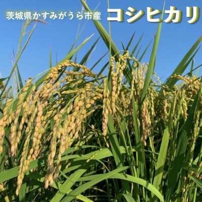 【毎月定期便】茨城県かすみがうら市産 コシヒカリ 精米 5kg全6回