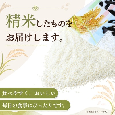 【毎月定期便】お米屋さんのコシヒカリ 精米 10kg(5kg×2)  全6回
