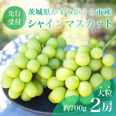 【先行受付】茨城県かすみがうら市産　シャインマスカット2房(約700g×2)【配送不可地域：離島】