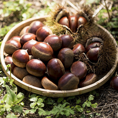 【先行受付】かすみがうら市産　生栗　2Lサイズ　3kg【配送不可地域：離島】