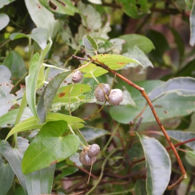 かすみがうら市産　自然薯1本(約1kg)