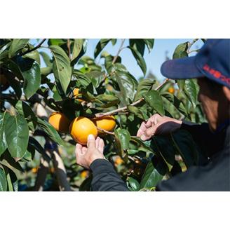 画期的な食感と甘さ柿「太秋」約3.5kg以上(10個～12個)【配送不可地域：離島】