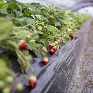 菅谷いちご園の完熟いちご　3Lサイズ　　　18粒(約420g)×2パック【配送不可地域：離島・北海道・沖縄県・信越、北陸・東海・近畿・中国・四国・九州】