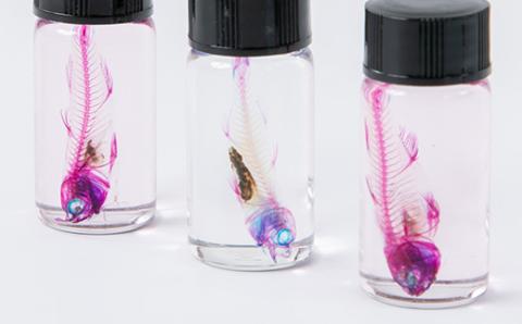 かすみがうら市水族館入館ご優待券および透明骨格標本3点