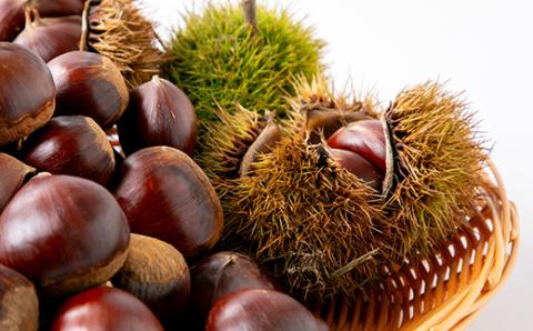 2025年秋配送とれたて生栗2kg栽培期間農薬肥料燻蒸無ショコロンファーム　有名フレンチ使用【配送不可地域：離島】