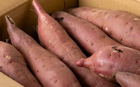 かすみがうら市産　さつまいも(紅はるか)約5kg