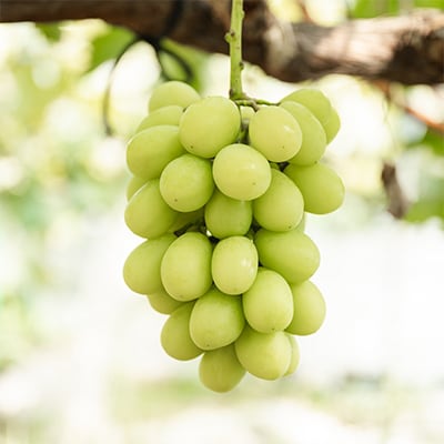 【先行受付】シャインマスカットと旬のぶどうの詰合せ　合計3～4房入【配送不可地域：離島・沖縄県】