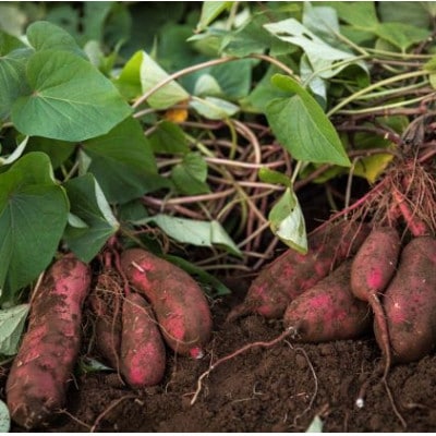 しっとり甘い『紅はるか』の冷凍熟成焼き芋　2Kg　【配送不可地域：離島】