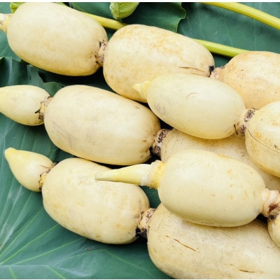 肉厚でシャキシャキの食感と甘みが特徴　　掘りたて れんこん　4Kg(4～7本)【配送不可地域：離島】