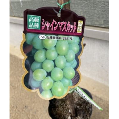 シャインマスカット苗木