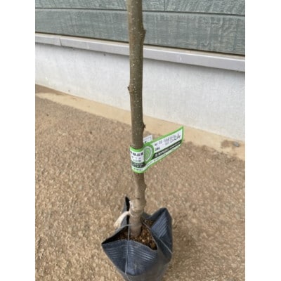 栗・ぽろたん苗木　1本