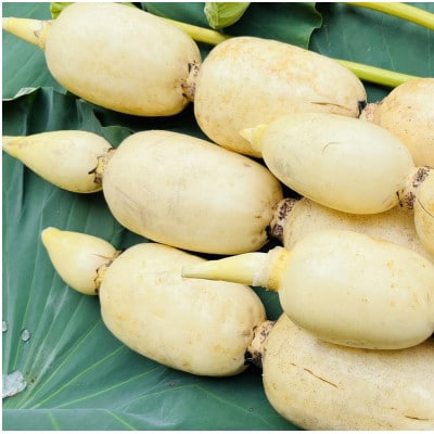 肉厚でシャキシャキの食感と甘みが特徴　　掘りたて れんこん　2Kg(2～4本)【配送不可地域：離島】