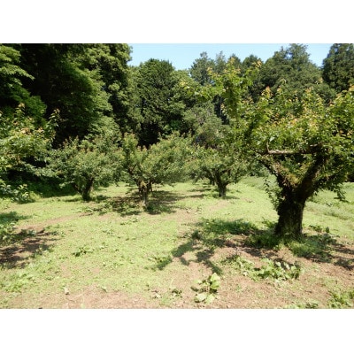 【先行受付】梅ジュースにカリカリ梅に「白加賀」　約3kg ※2023年6月上旬より順次発送予定【配送不可地域：離島】