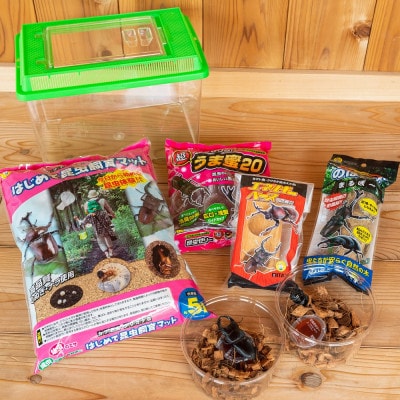 オオクワガタチャレンジ飼育セット(オス・メス各1匹)【オス70mm以上】