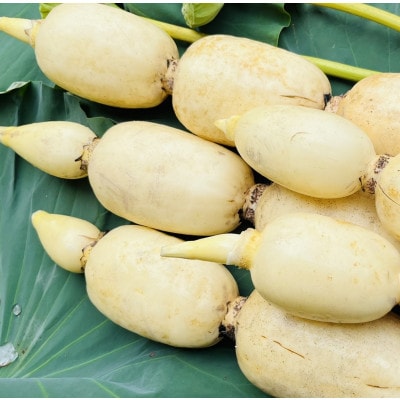 新物!　肉厚でシャキシャキの食感と甘みが特徴　　掘りたて れんこん　4Kg(4～7本)【配送不可地域：離島】