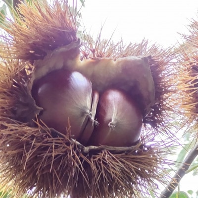 【2026年10月発送開始】産地直送!久保田果樹園の生栗3Lサイズ約3kg【配送不可地域：離島】