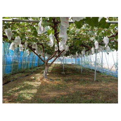 甘味と酸味の絶妙なバランスのピオーネ1.2kg(2房～3房)【配送不可地域：離島】