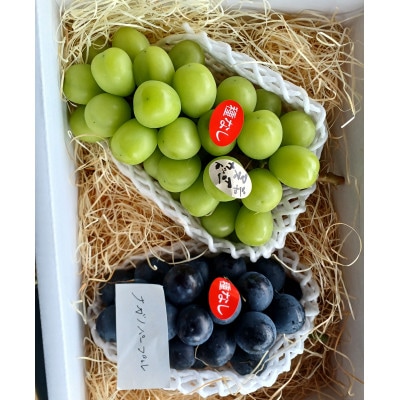 圧巻の味ナガノパープルと貴方の思考を変える味シャインマスカット　約1.2kg(2～3房)【配送不可地域：離島】