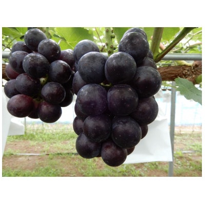 かすみがうら市産 ナガノパープル 2～3房 約1.2kg【配送不可地域：離島】