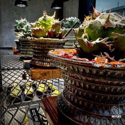 ONE-K PLANTS - ギフト券 - 10,000円