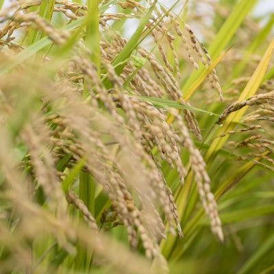 2025年新米 ふくまる厳選米 茨城県産(精米)5kg