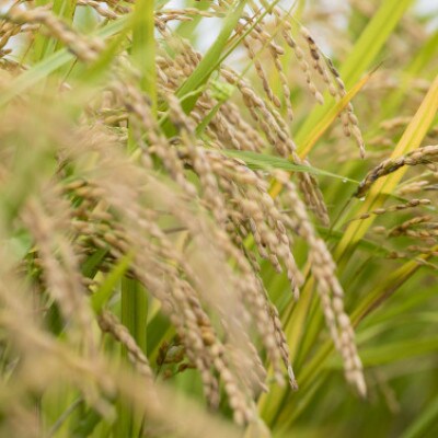 2025年新米 ふくまる厳選米 茨城県産(精米)10kg(5kg×2)