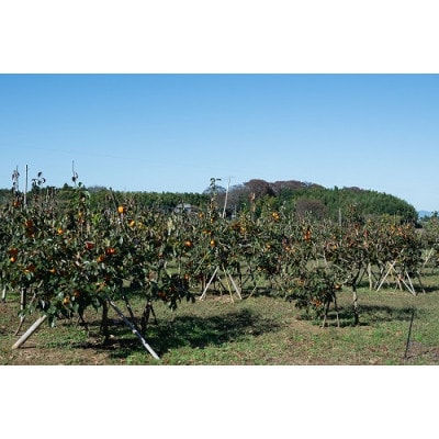 柿 早生(わせ) 3種セット 9～12個(約3.5kg)