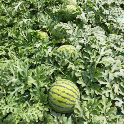 【阿見町共通返礼品】茨城県阿見町産大玉すいか(羅王ザ・スイート)2L(1玉)1箱7.5kg