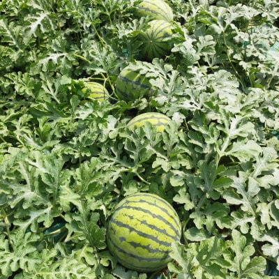 【阿見町共通返礼品】茨城県阿見町産大玉すいか(羅王ザ・スイート)4L(1玉)1箱9～10kg