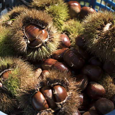【先行受付】かすみがうら市産　生栗　2Lサイズ　3kg【配送不可地域：離島】