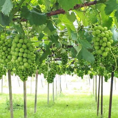 茨城県かすみがうら市産シャインマスカット　約2Kg (3～5房)【配送不可地域：離島】