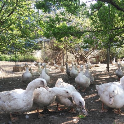 かすみ鴨　モモ肉スモークセット　計約500g(3～4パック)【配送不可地域：離島】