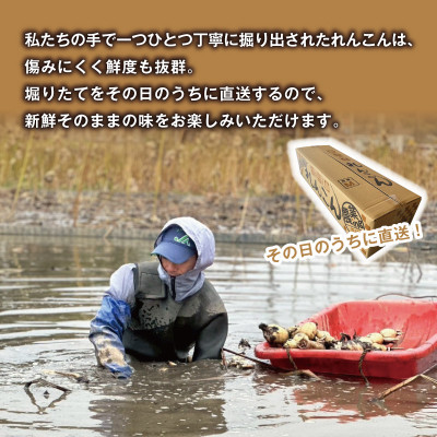 【鮮度抜群!茨城県かすみがうら市産】シャキシャキ蓮根 霞ヶ浦れんこん2kg 産地厳選【配送不可地域：離島】