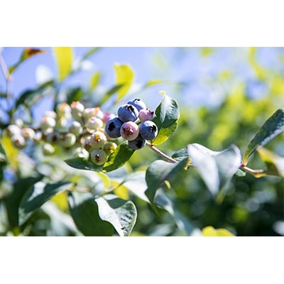 冷凍ブルーベリー1kg(500g×2パック)【配送不可地域：離島】