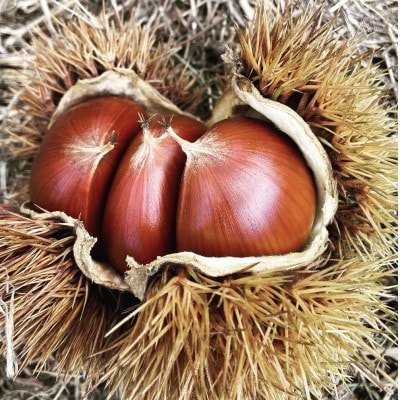 茨城県かすみがうら市産 熟成 生栗 3Lサイズ　約2kg〈2025年11月上旬より順次発送予定〉【配送不可地域：離島】