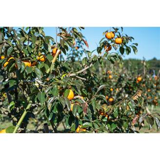 【先行受付】大ぶりの完全甘柿「陽豊」　約3kg ※2026年11月中旬より順次発送予定【配送不可地域：離島】