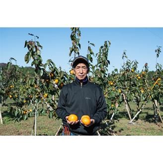 甘くて美味しい富有柿　10～14個(3kg)