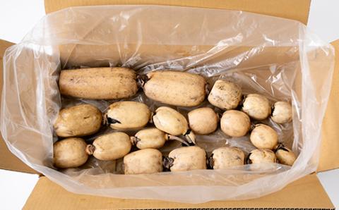 かすみがうら市産　れんこん　4kg【配送不可地域：離島】