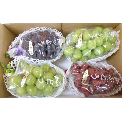 【先行受付】シャインマスカットと旬のぶどうの詰合せ　合計4～5房入【配送不可地域：離島・沖縄県】